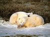 miniatura_1024_-_Polar_Bears copia